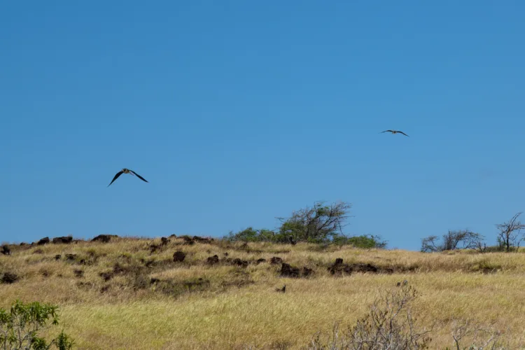 Threatened birds recently spotted on Kaho‘olawe